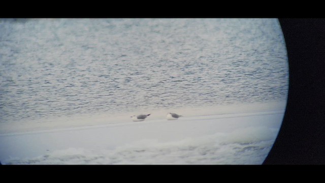 Мартин канадський - ML646266131