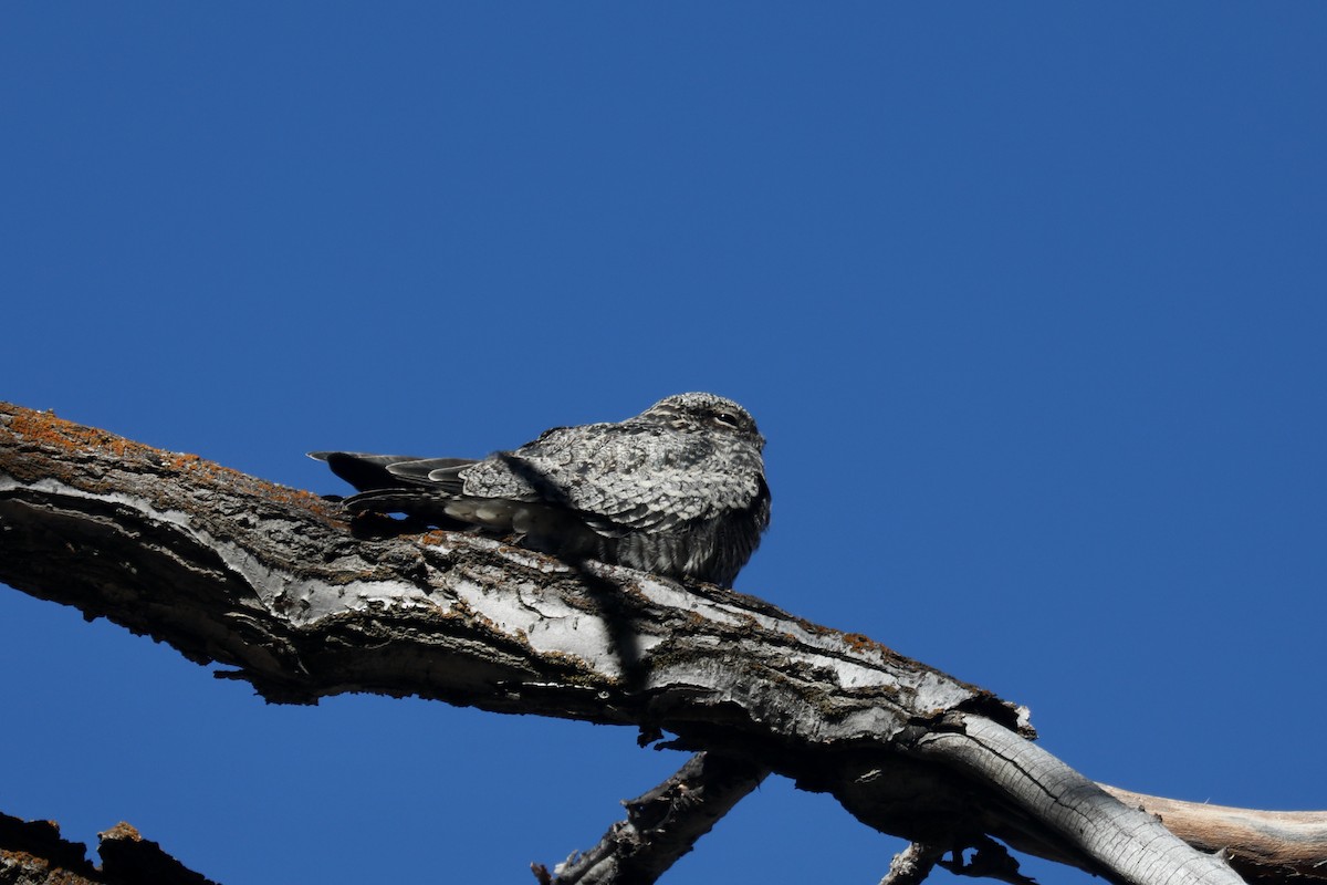 アメリカヨタカ - ML646266132