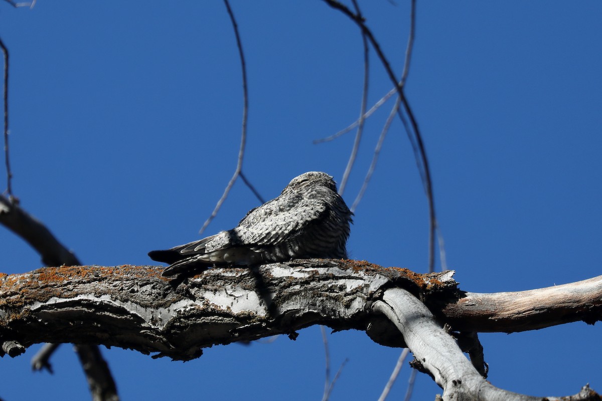 アメリカヨタカ - ML646266133