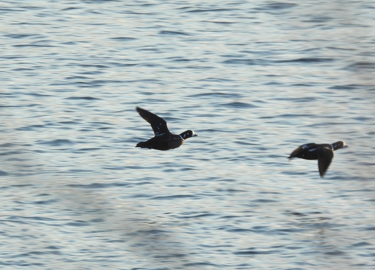 Хотгуужин чөрх - ML646266134