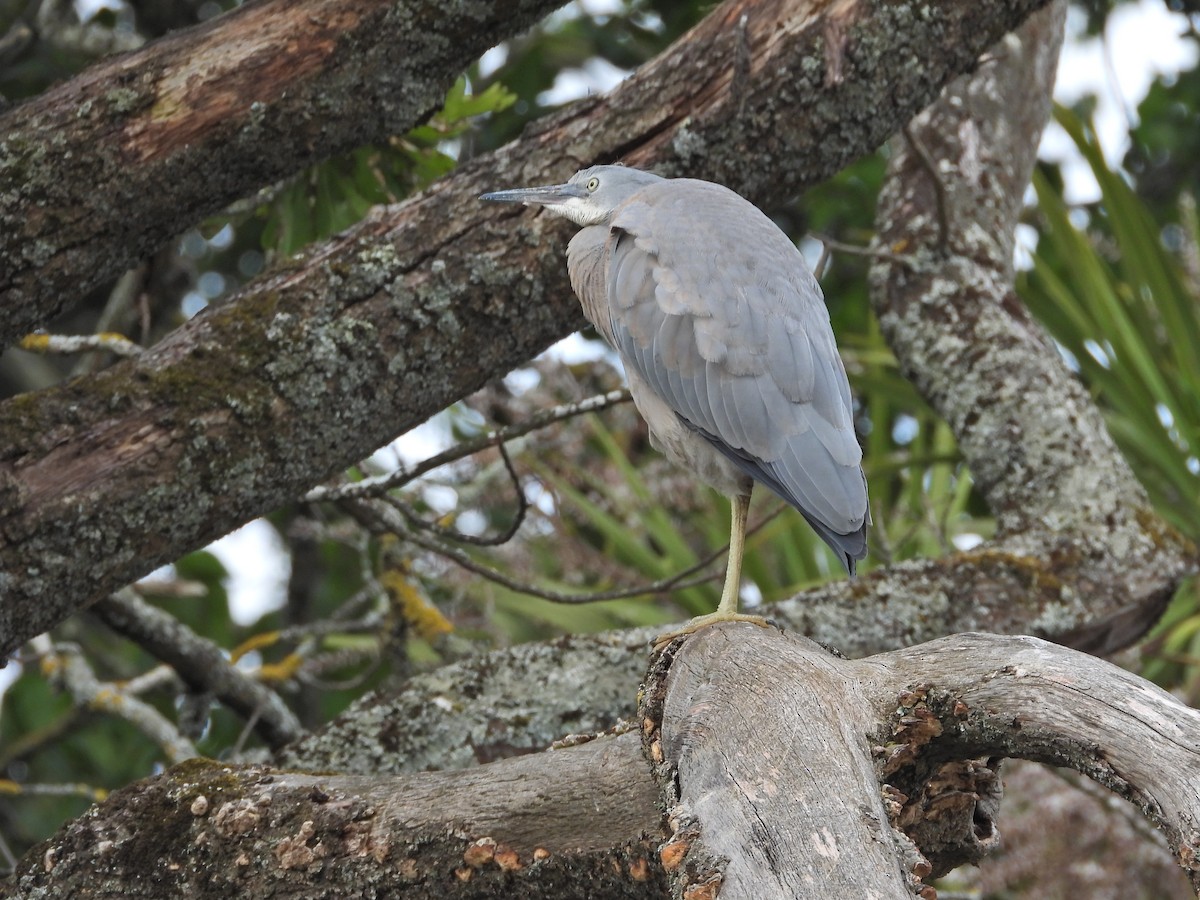 volavka bělolící - ML646266135