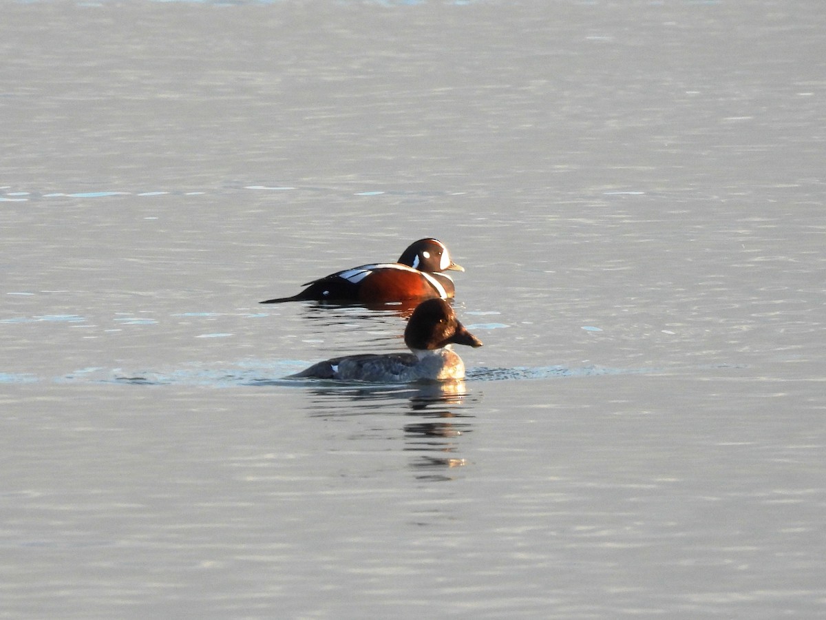 Хотгуужин чөрх - ML646266136