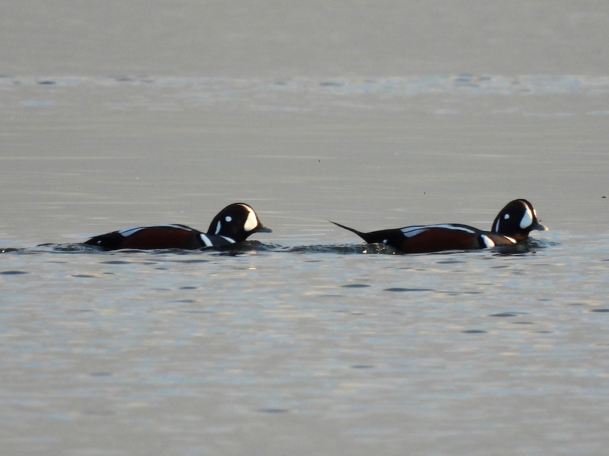 Хотгуужин чөрх - ML646266137