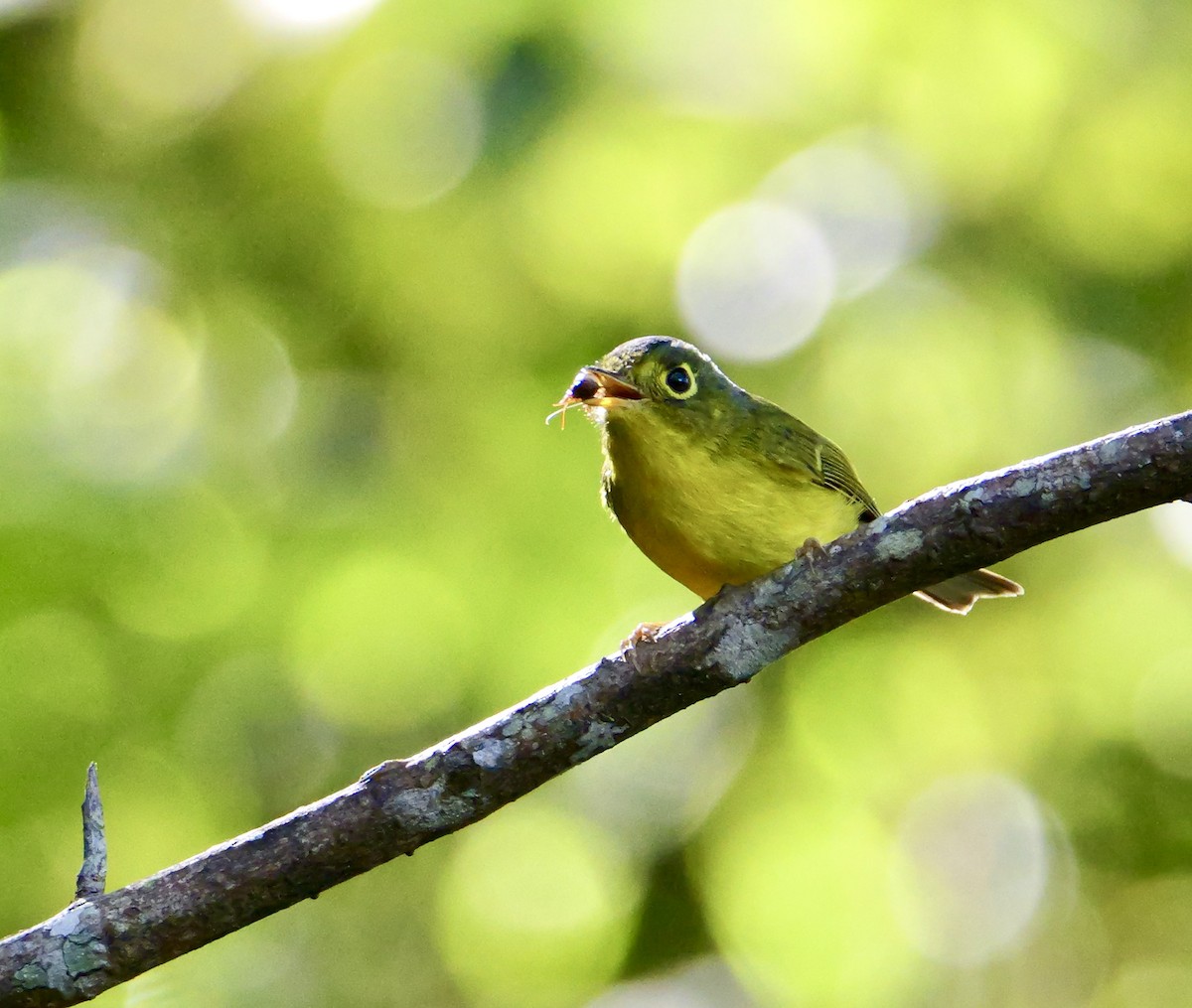 budníček brýlatý - ML646266145