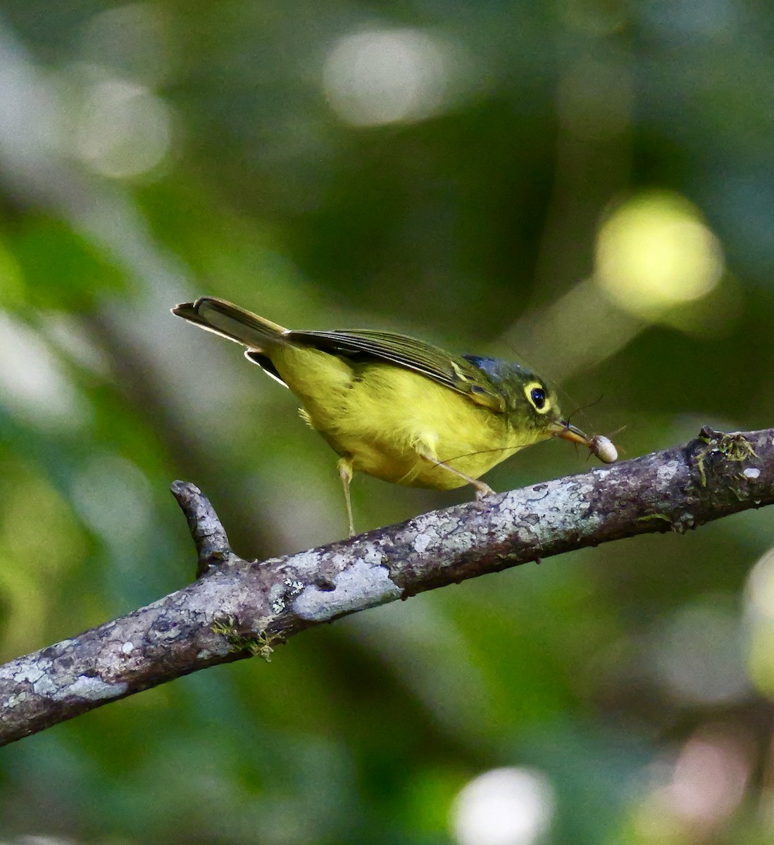 budníček brýlatý - ML646266146