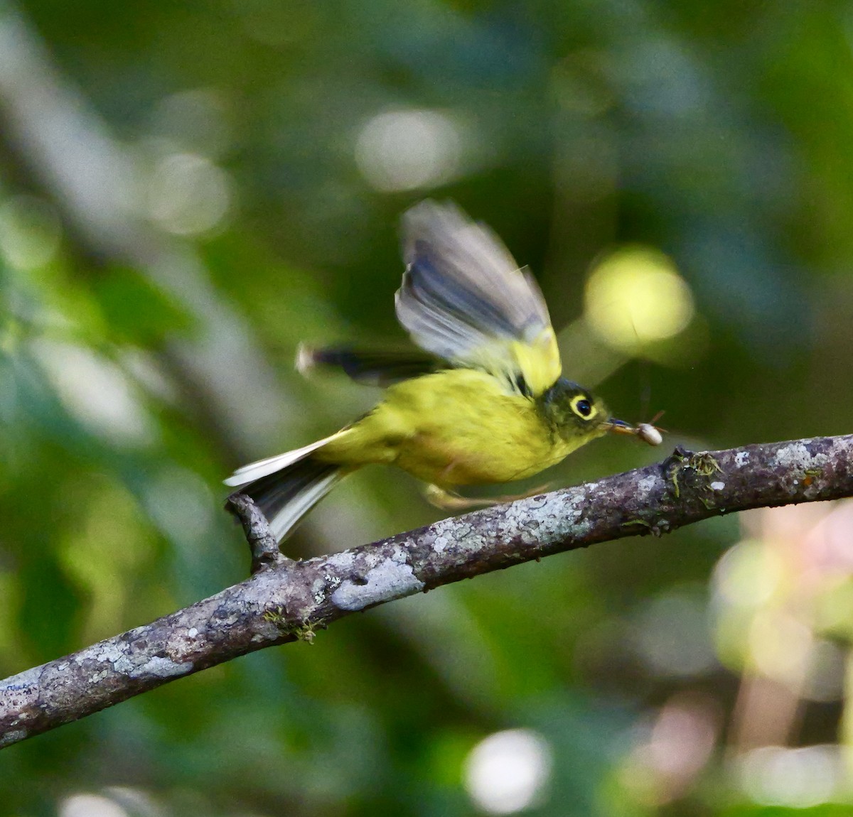 budníček brýlatý - ML646266147