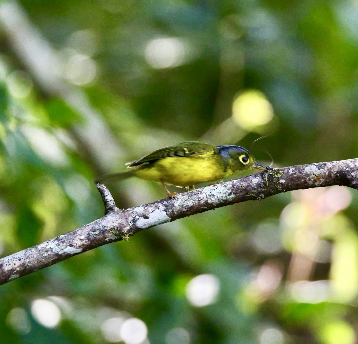 budníček brýlatý - ML646266148