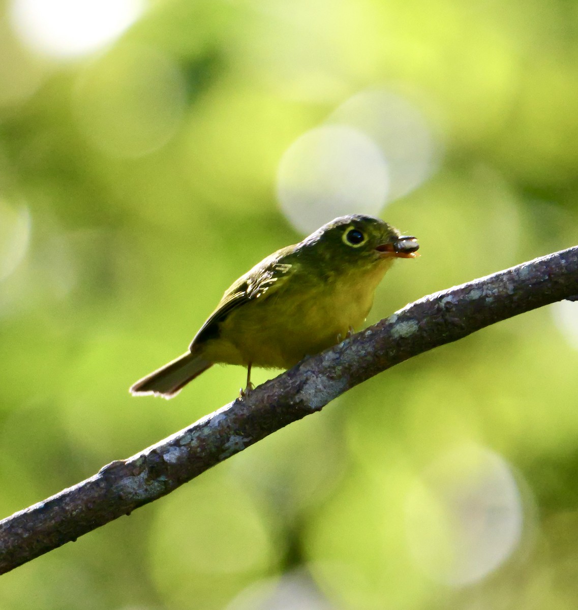 budníček brýlatý - ML646266149