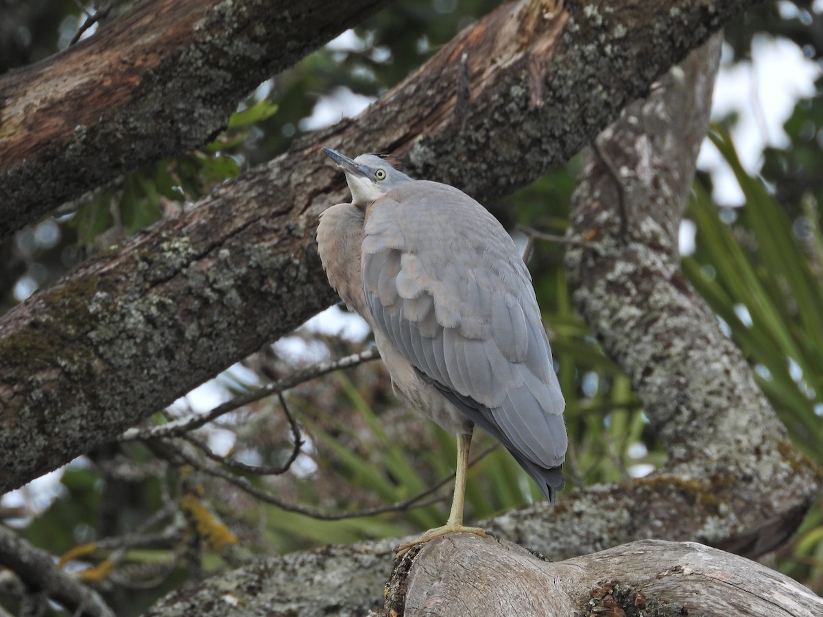 カオジロサギ - ML646266151
