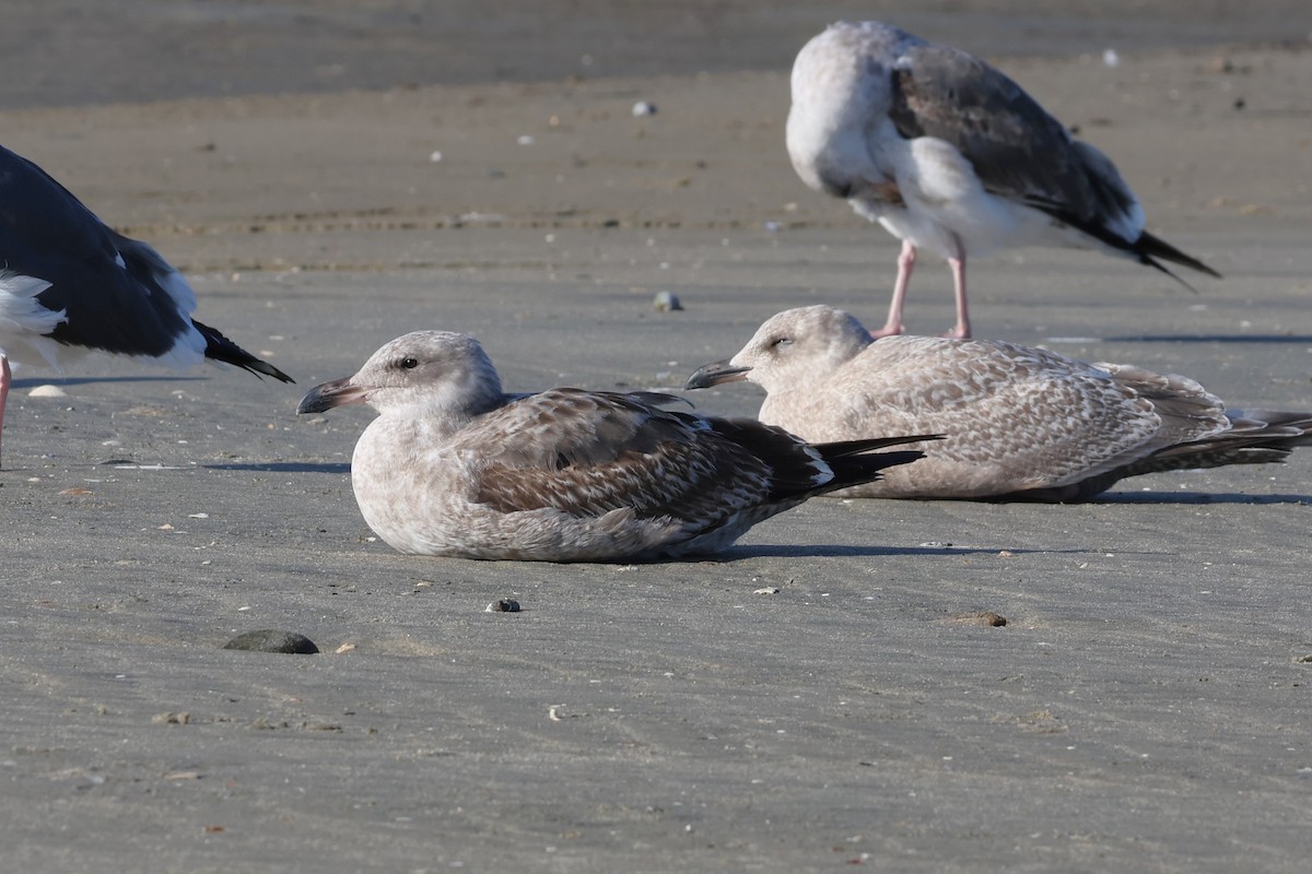 Мартин гренландський (підвид thayeri) - ML646266152