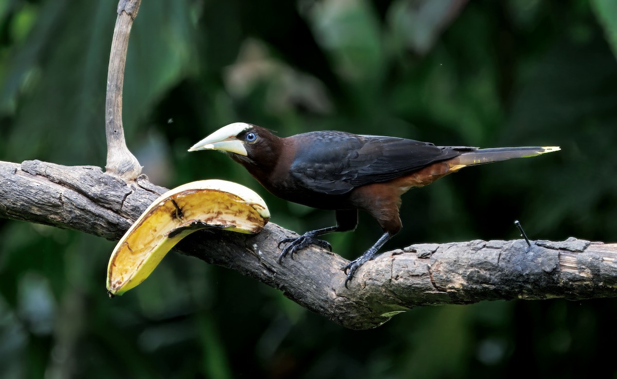 クリガシラオオツリスドリ - ML646266156