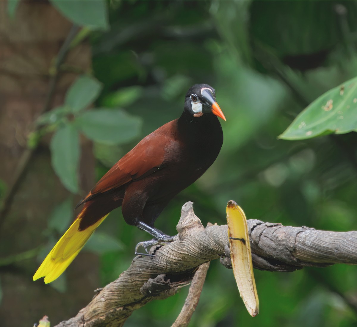 オオツリスドリ - ML646266167