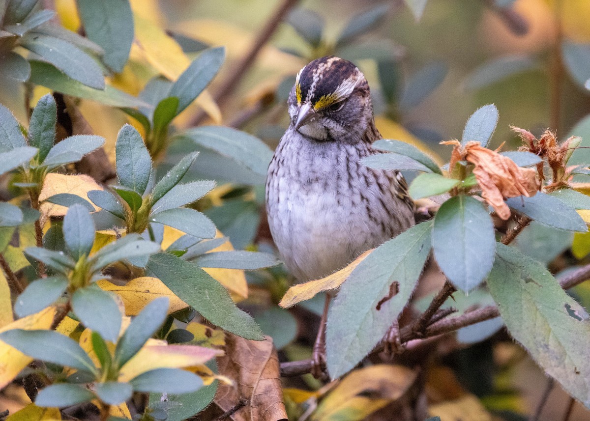ノドジロシトド - ML646266168