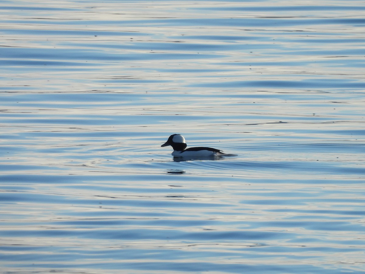 ヒメハジロ - ML646266169