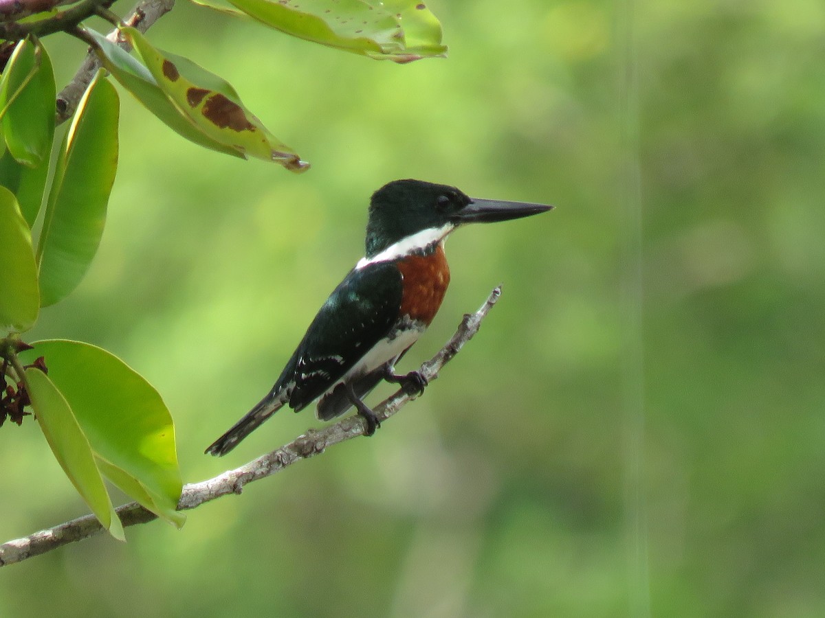 ミドリヤマセミ - ML646266170