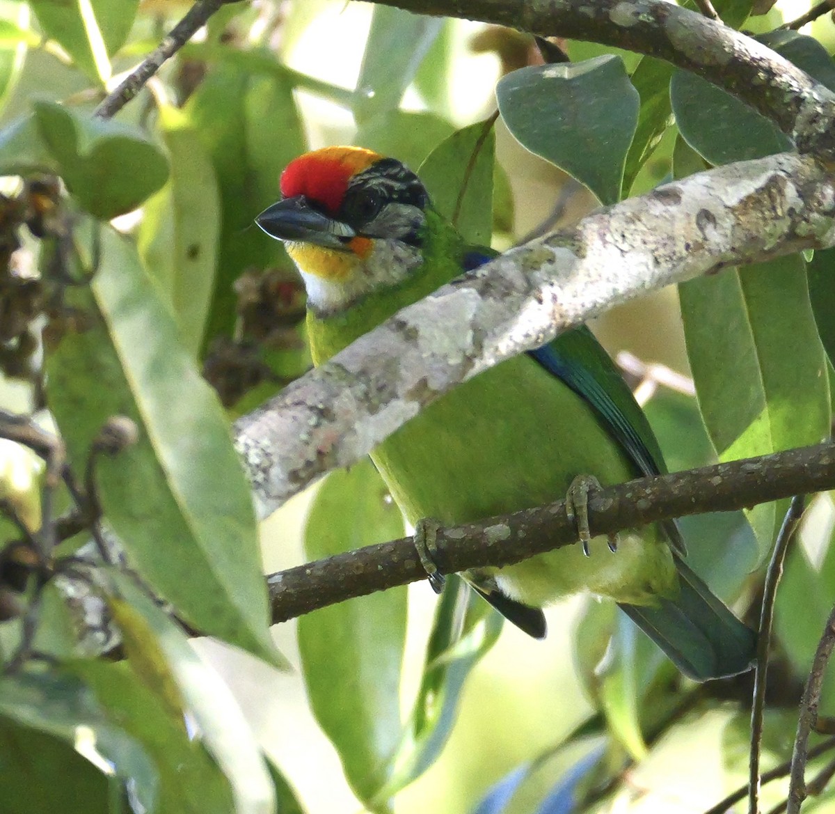 Golden-throated Barbet - ML646266172