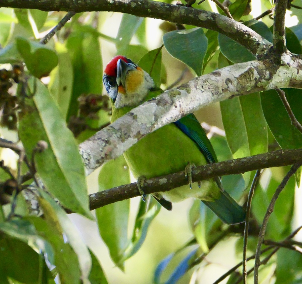 Golden-throated Barbet - ML646266173