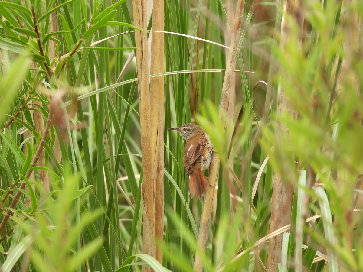 Sulphur-bearded Reedhaunter - ML646266174