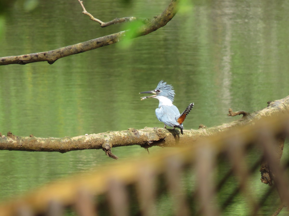 クビワヤマセミ - ML646266178