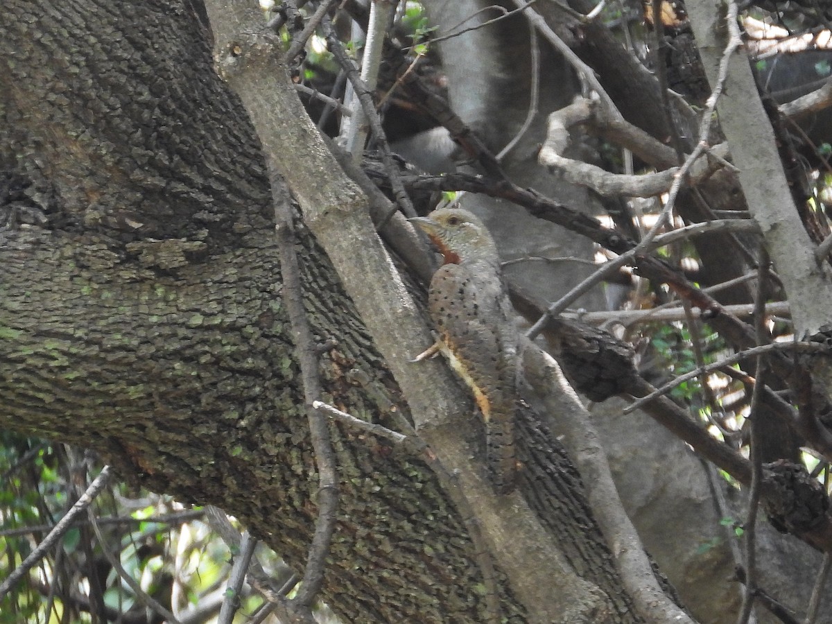 ムネアカアリスイ - ML646266179