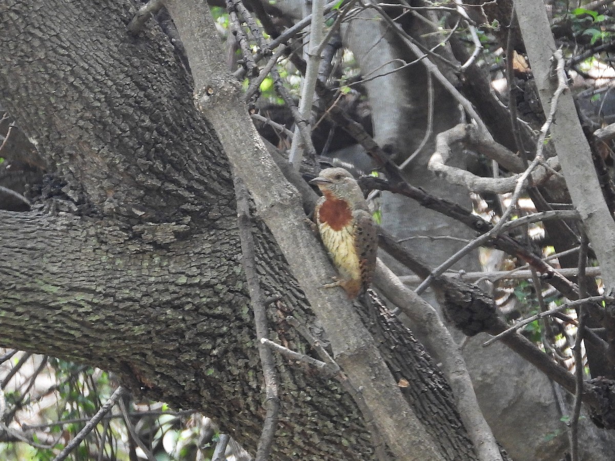 ムネアカアリスイ - ML646266180