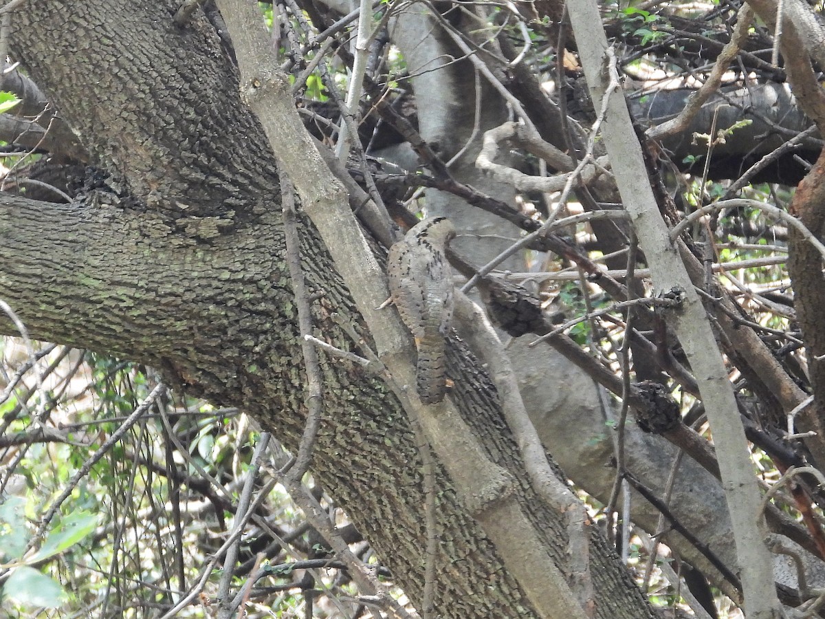 ムネアカアリスイ - ML646266181