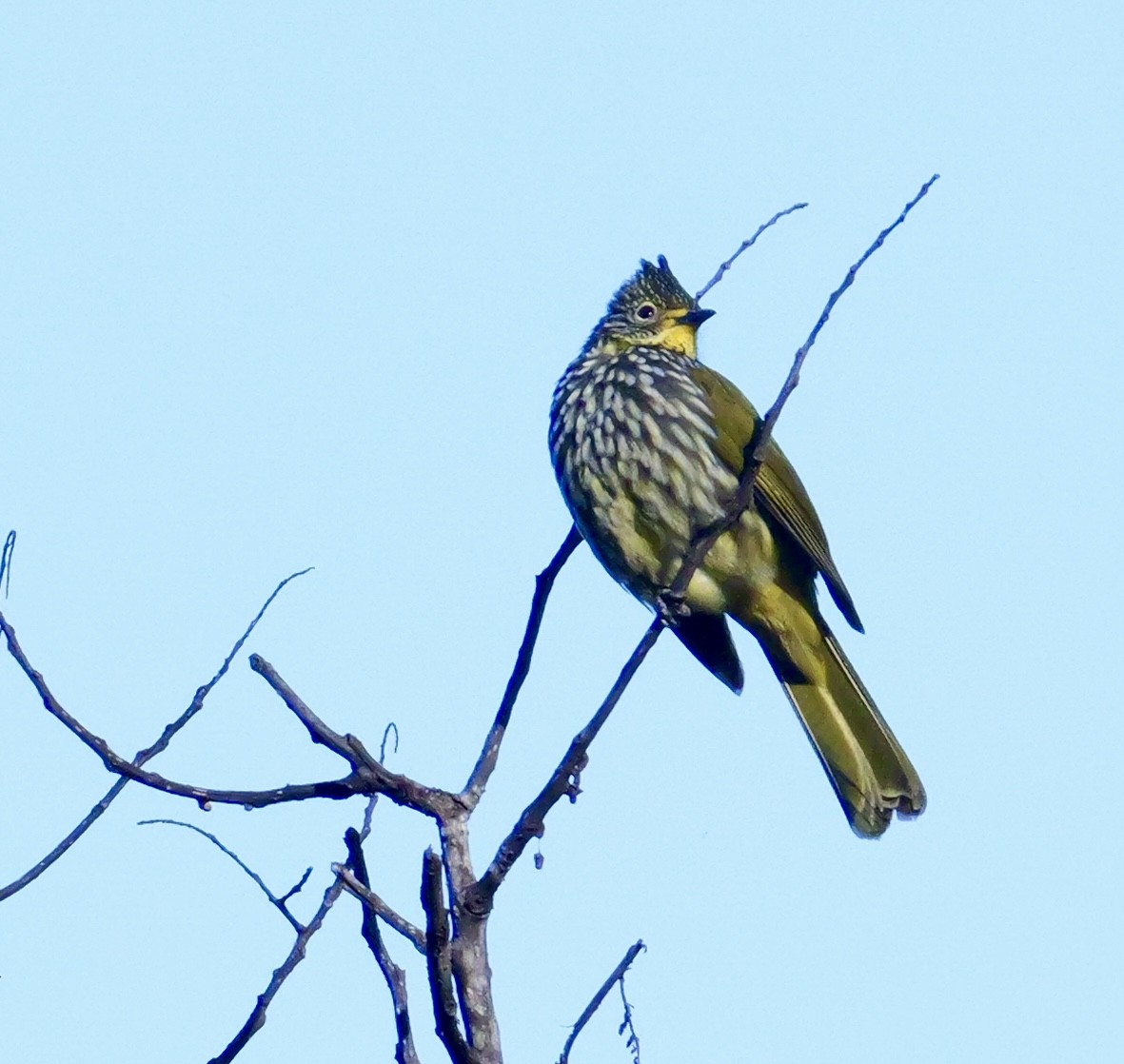 タテフヒヨドリ - ML646266182