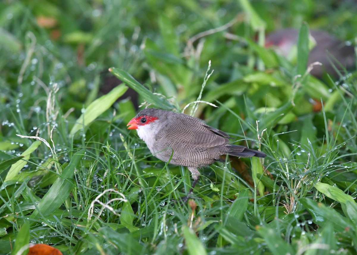 オナガカエデチョウ - ML646266184