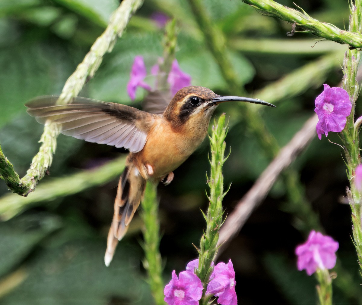 シマノドユミハチドリ - ML646266185