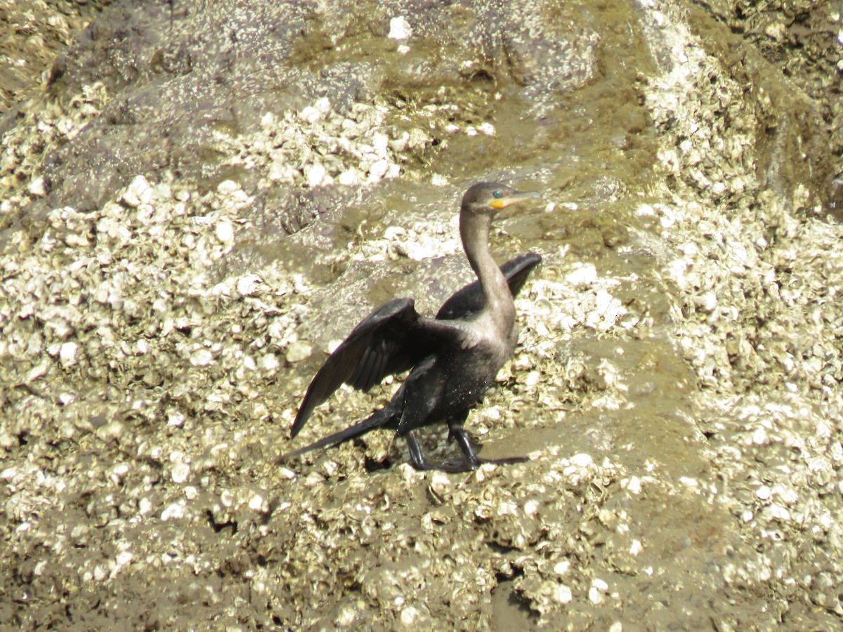 ナンベイヒメウ - ML646266186