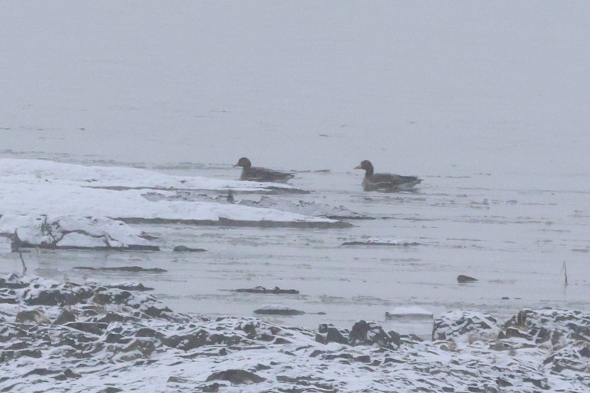 Greater White-fronted Goose - ML646266187