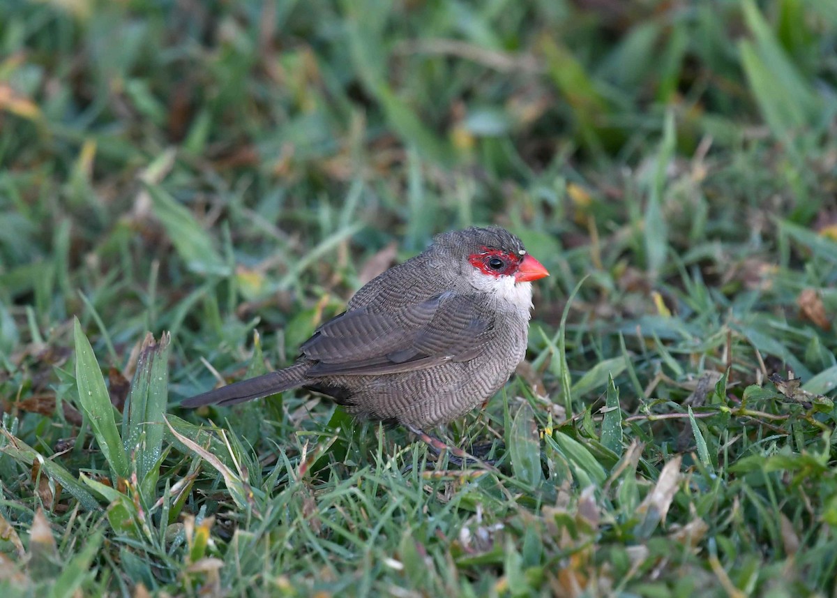 オナガカエデチョウ - ML646266188