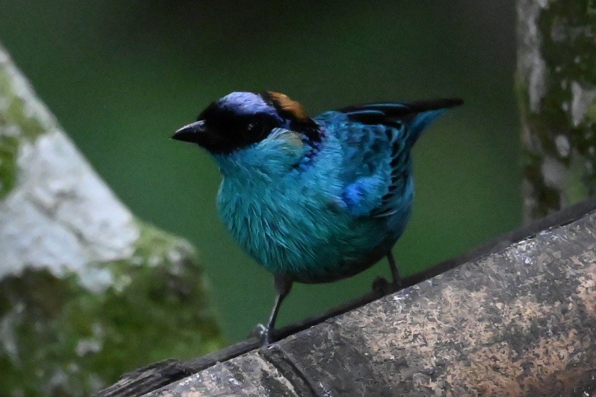 キンエリフウキンチョウ - ML646266189