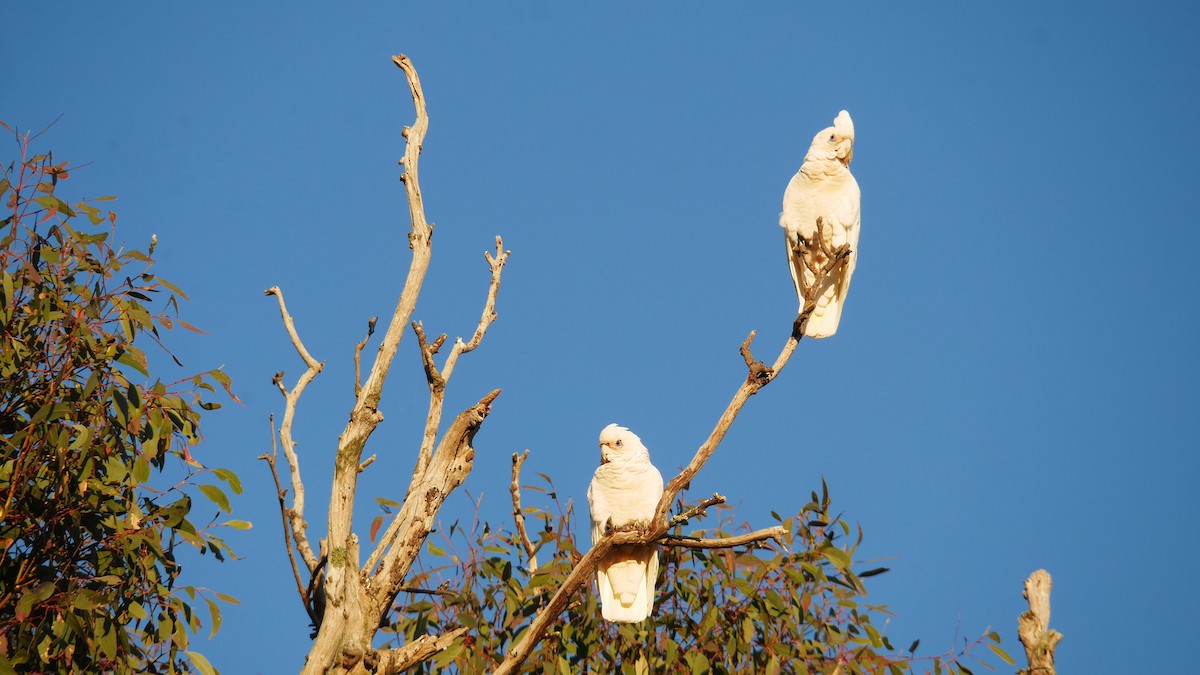 アカビタイムジオウム - ML646266190