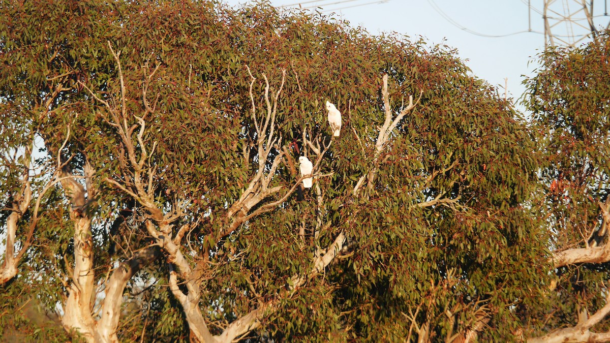 アカビタイムジオウム - ML646266191