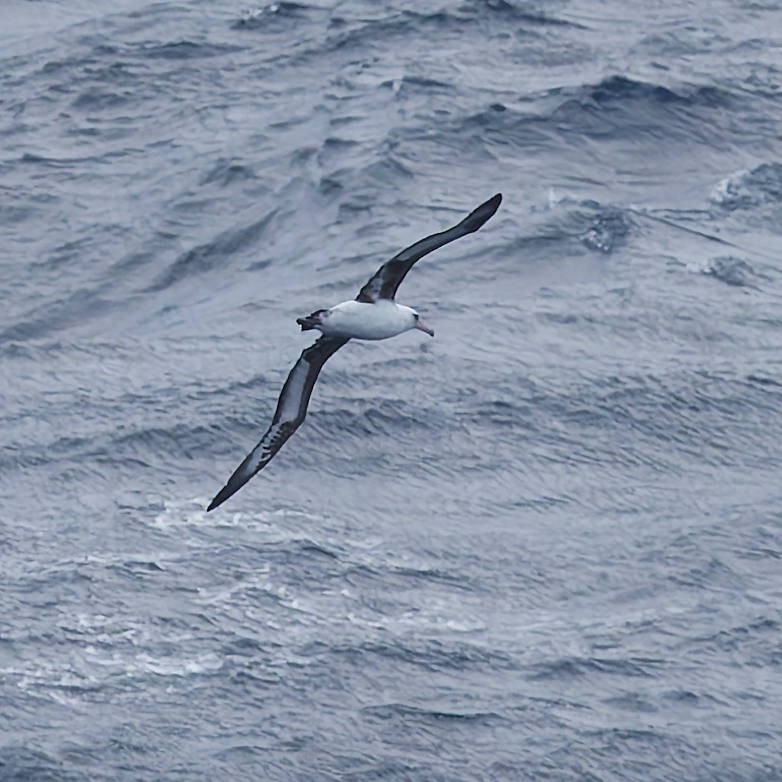 Laysan Albatross - ML646266206