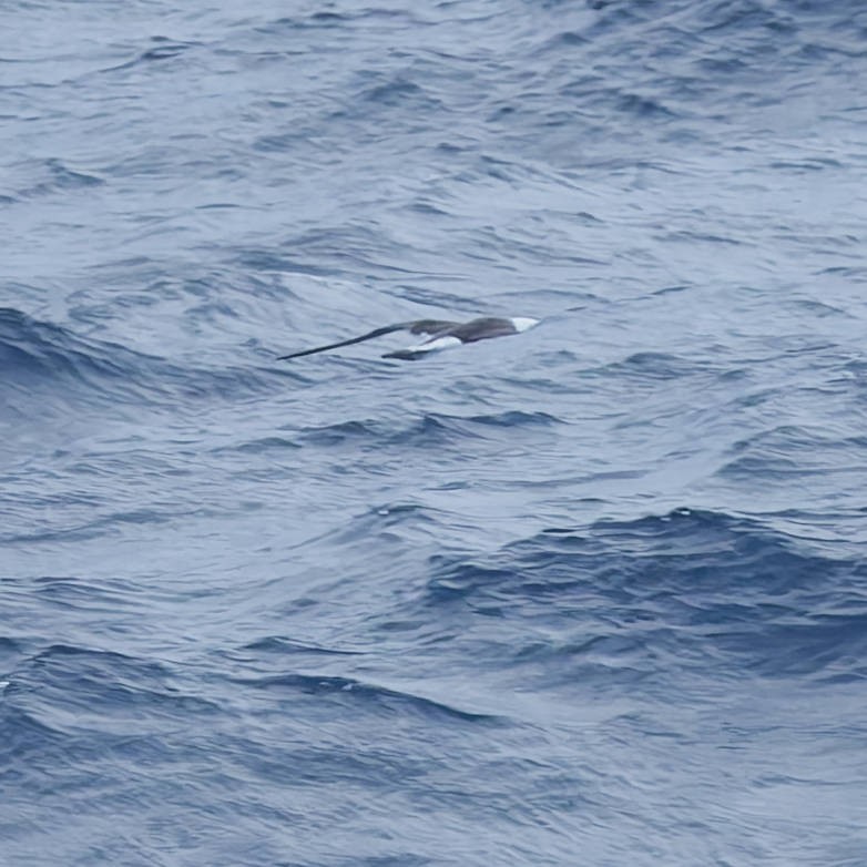 Laysan Albatross - ML646266207