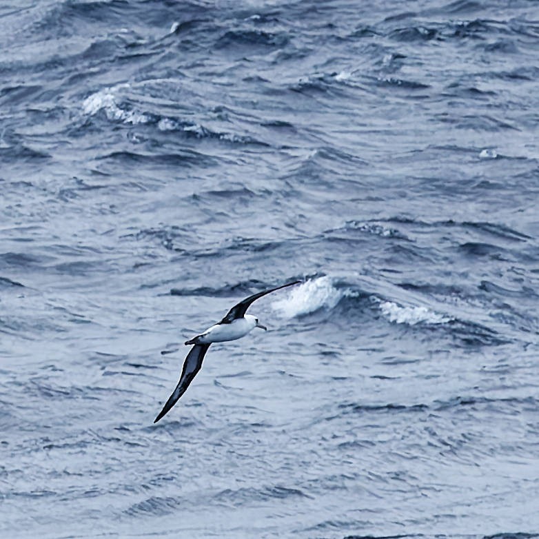 Laysan Albatross - ML646266208