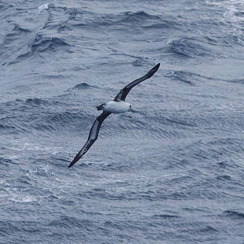 Laysan Albatross - ML646266209