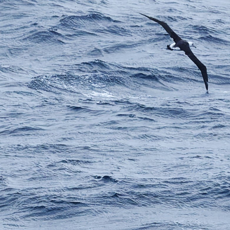 Laysan Albatross - ML646266210