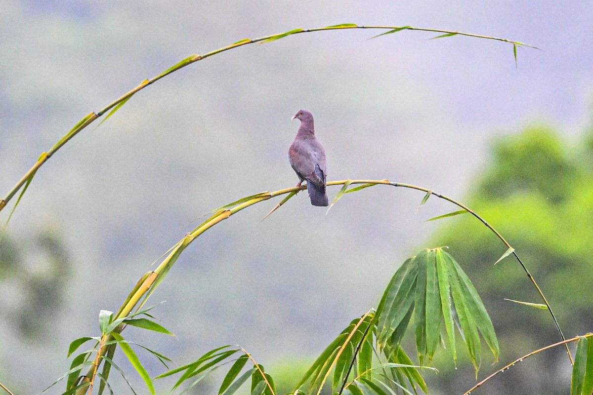 アカハシバト - ML646266211