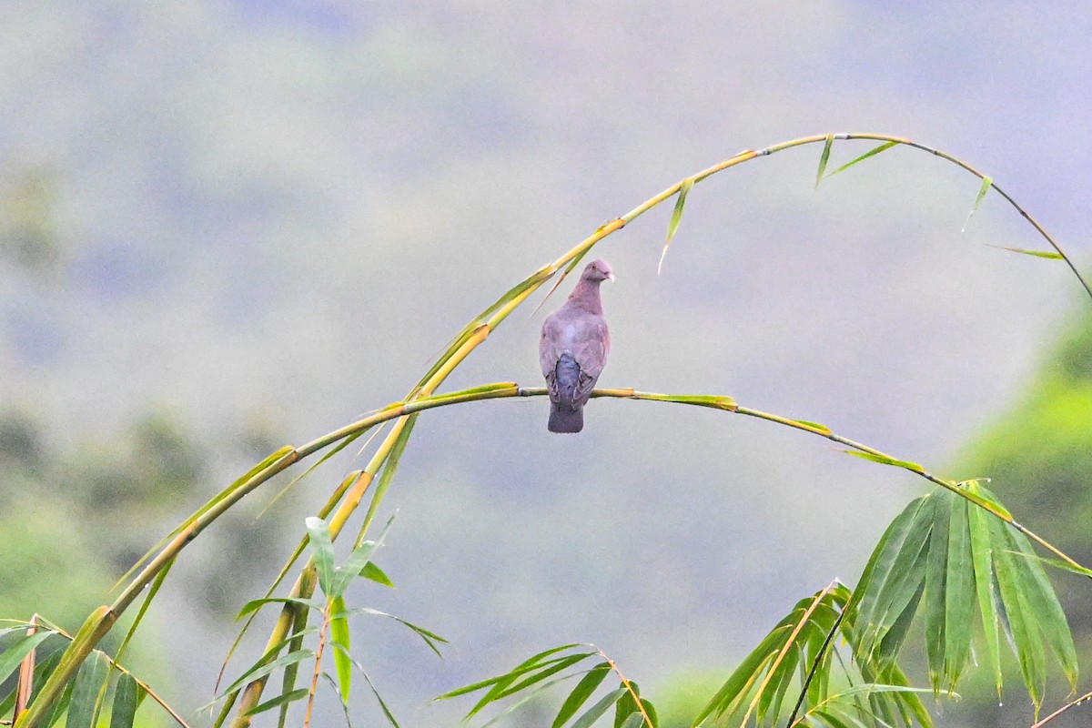 アカハシバト - ML646266212