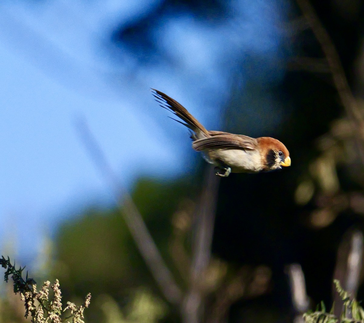 ミミグロダルマエナガ - ML646266213