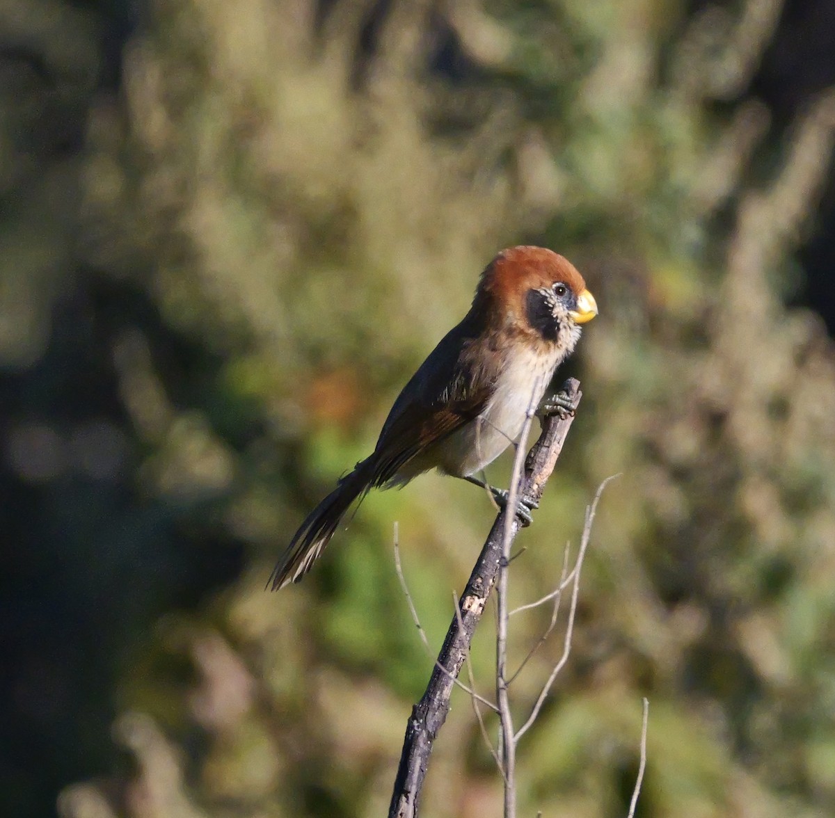 ミミグロダルマエナガ - ML646266214