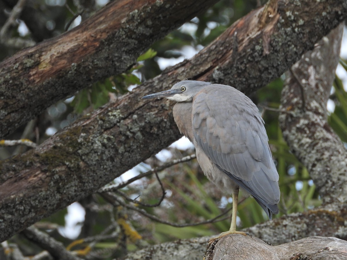 volavka bělolící - ML646266216