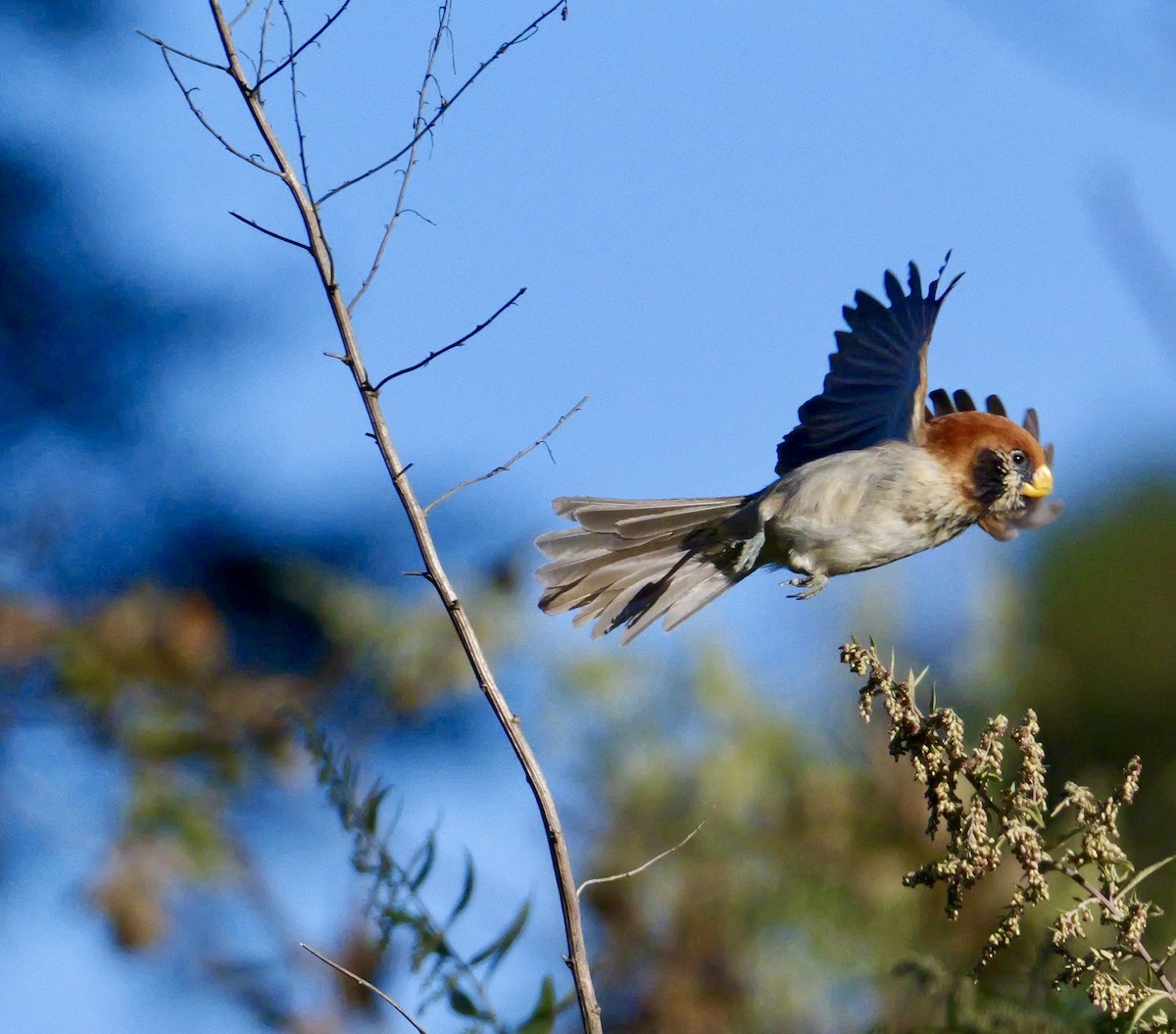 ミミグロダルマエナガ - ML646266217