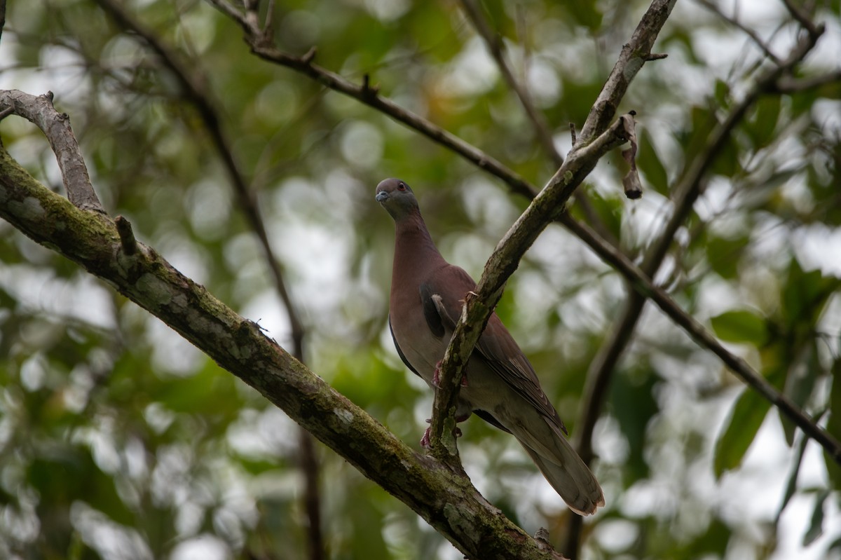 ムラサキバト - ML646266218