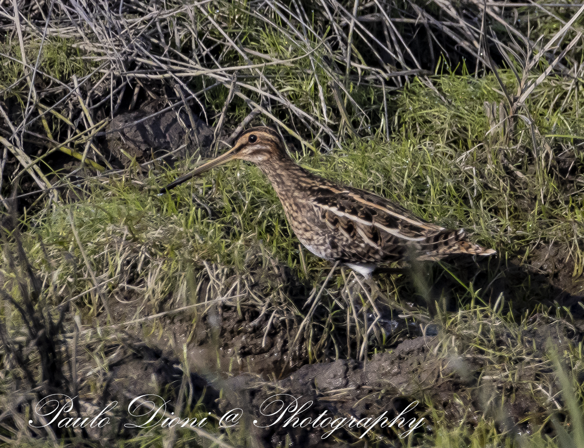 タシギ - ML646266224