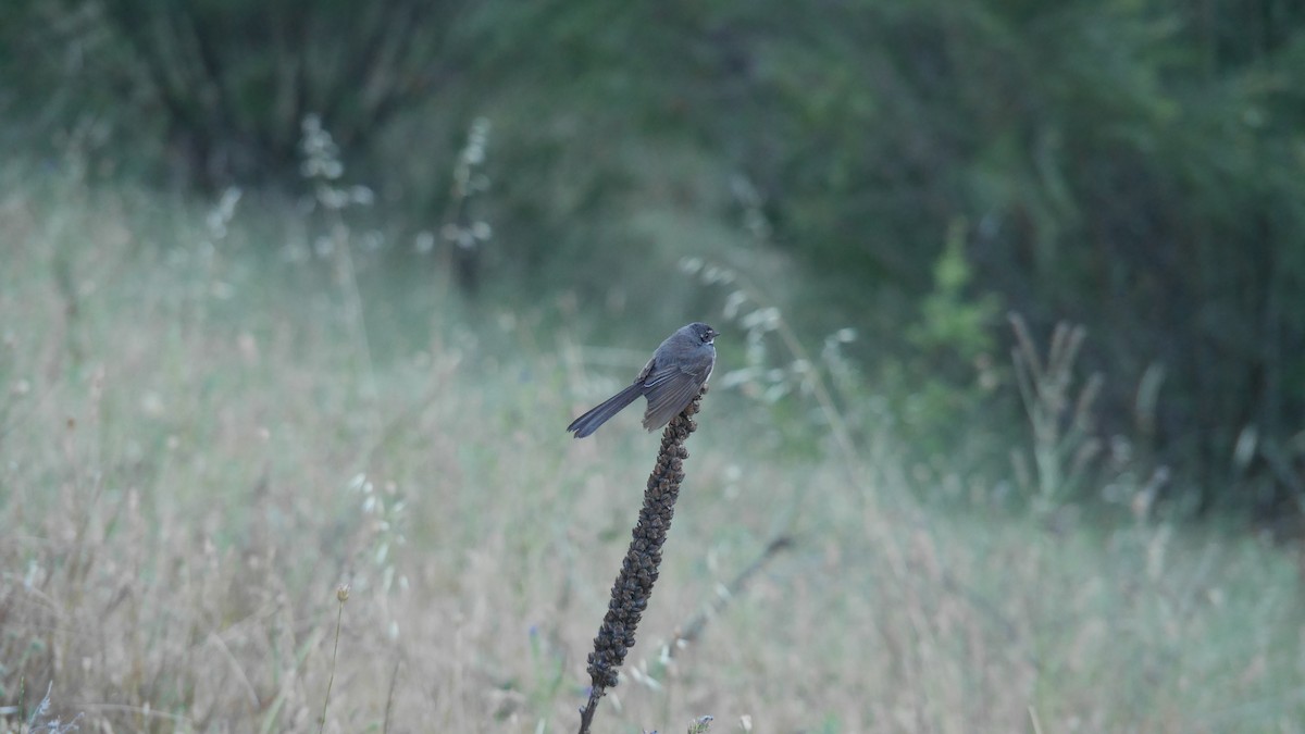 Gray Fantail - ML646266225