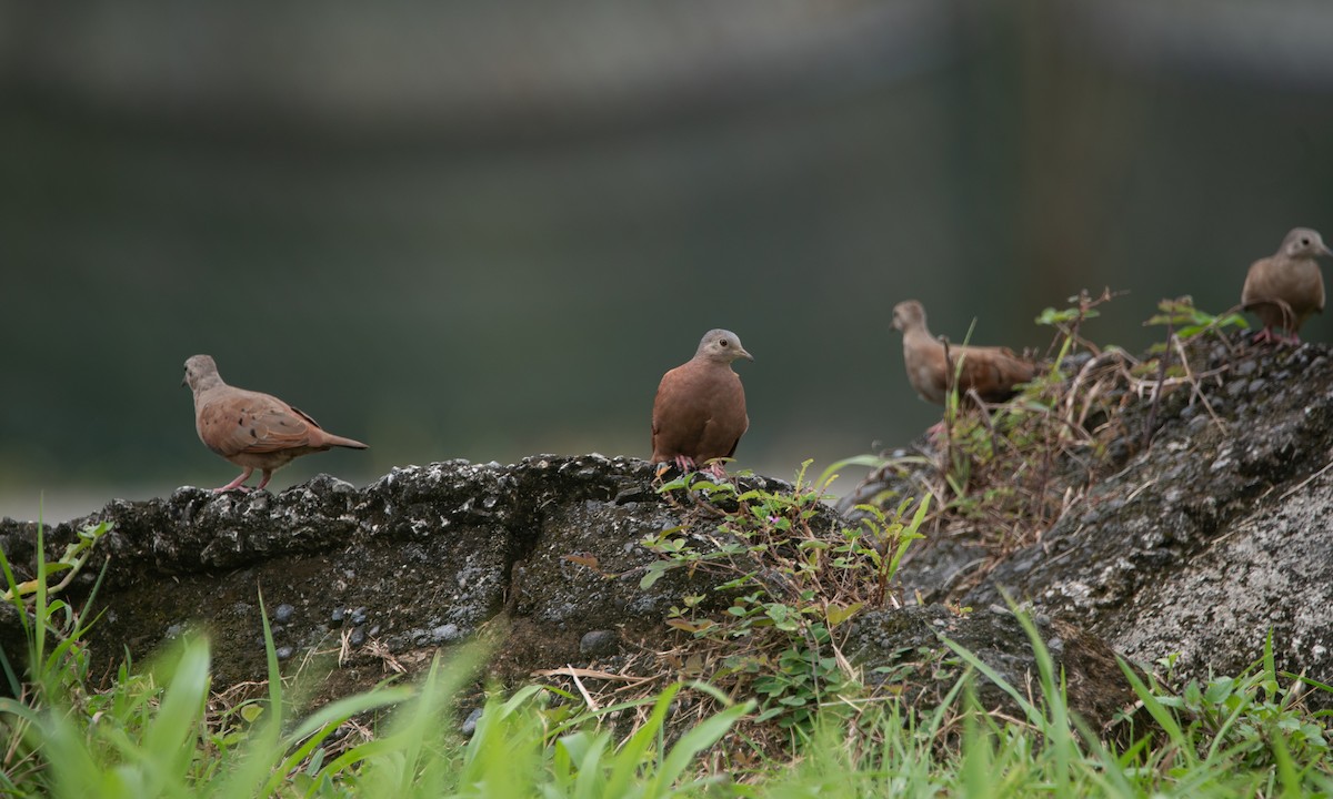 Ruddy Ground Dove - ML646266227